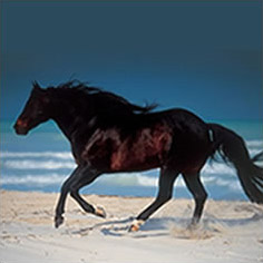 www.othorses.com